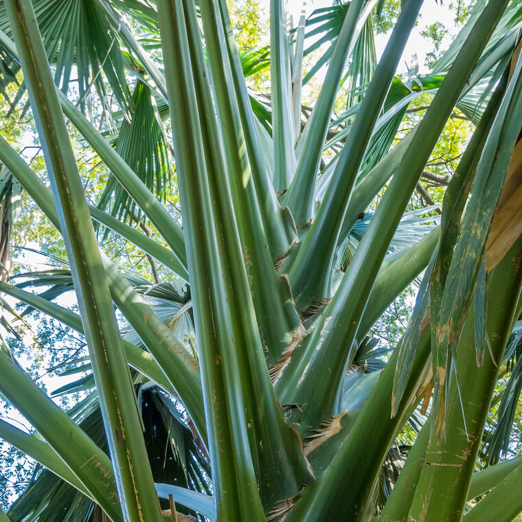 India 2014 - Bangalore 023.jpg